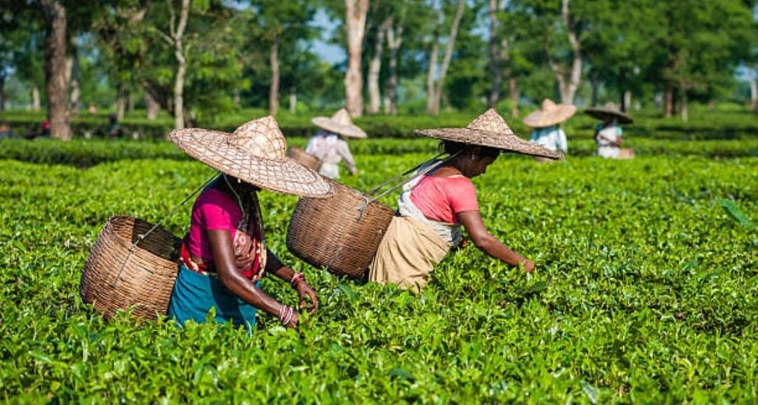 インドのアッサムの茶畑