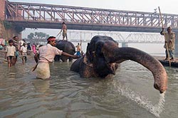 ElephantBath